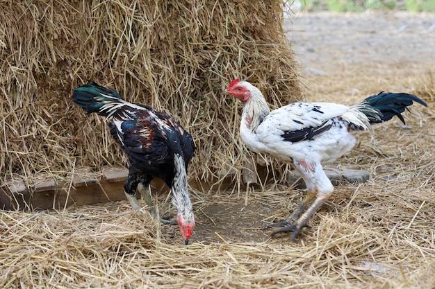 The White fighting cock is beautiful animal farm in garden