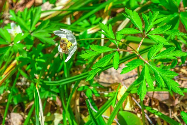 White first flowers in the forest