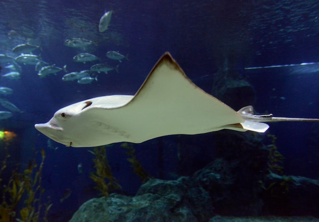 Photo white fish swimming in sea