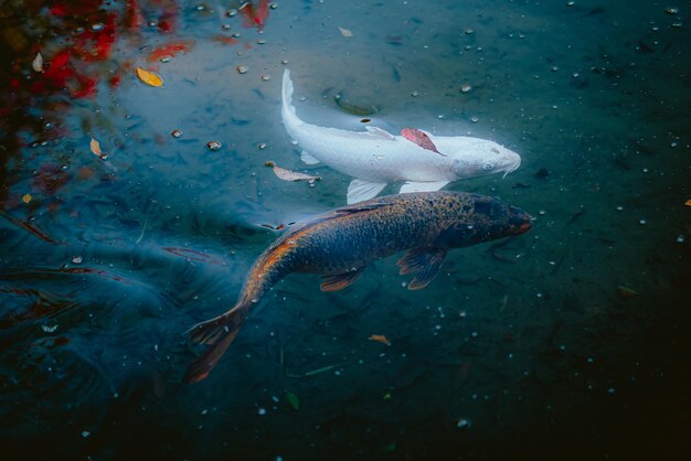 Photo white fish in water