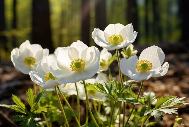 white fl owers in the gardenwhite spring flower white spring flowers