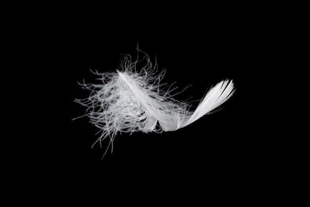 White floating feather isolated on a black background.