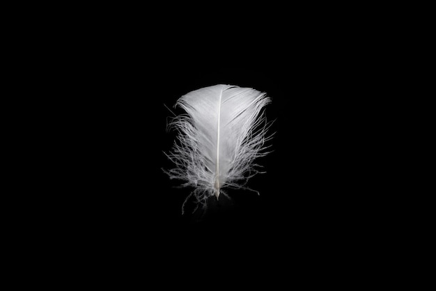 Photo white floating feather isolated on a black background.