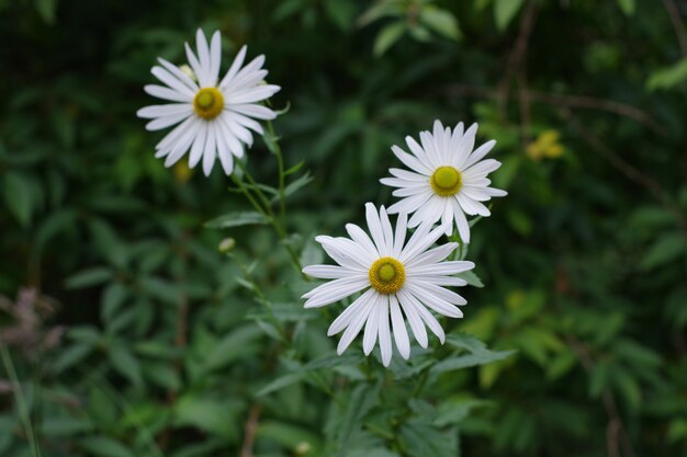 緑のぼやけた背景に分離された白いflovers