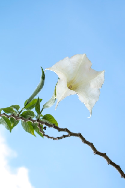 白い花、青い空