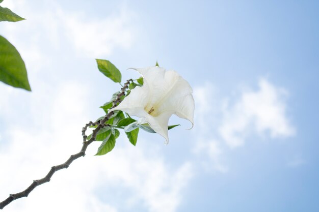 White flower against blue sky