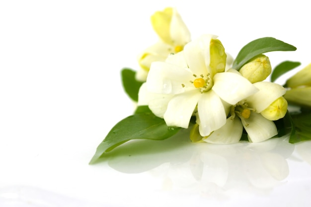 White flower, andaman satinwood on water over white isolate background. Tropical flower.