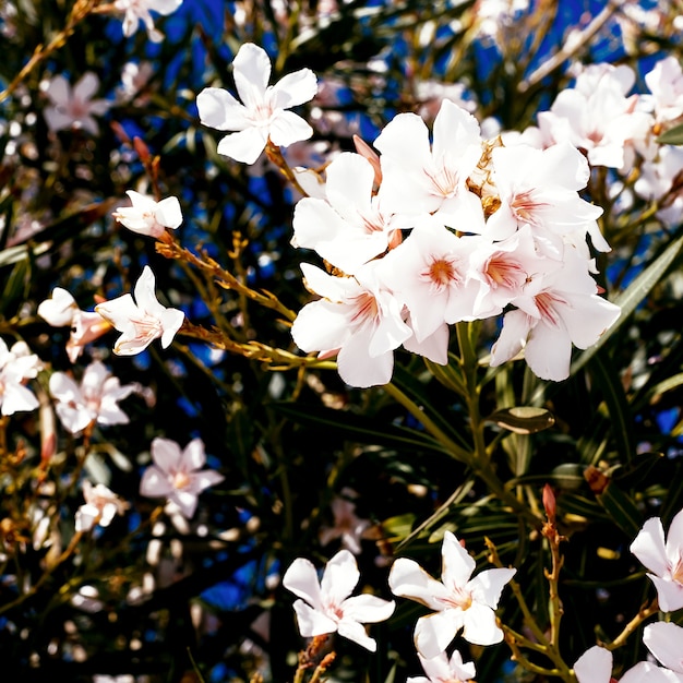 白い花の背景。最小限