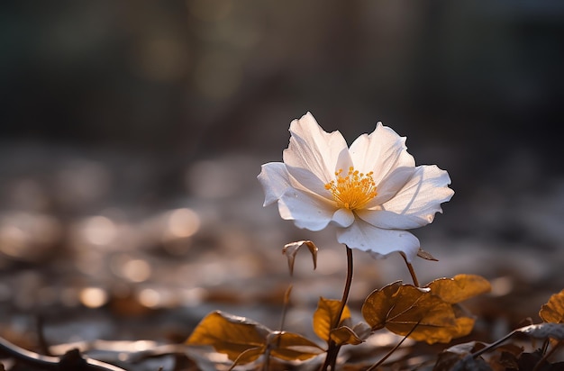 White Flower in the Background