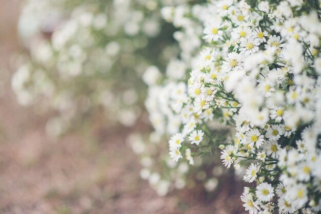 White flower background