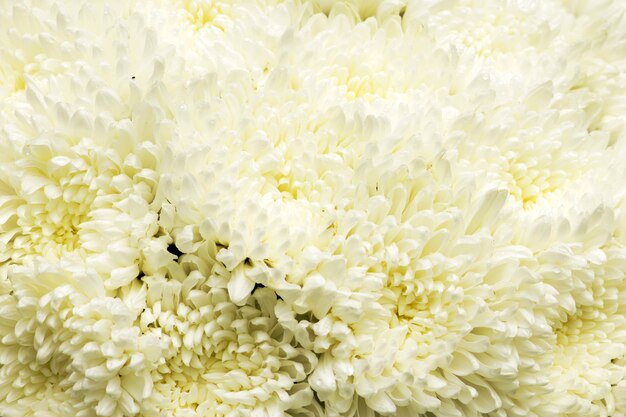 사진 흰 꽃 배경