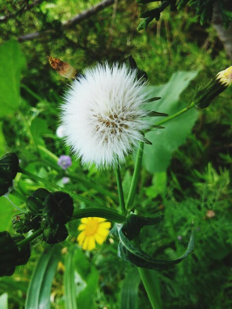 White flower blooming on field