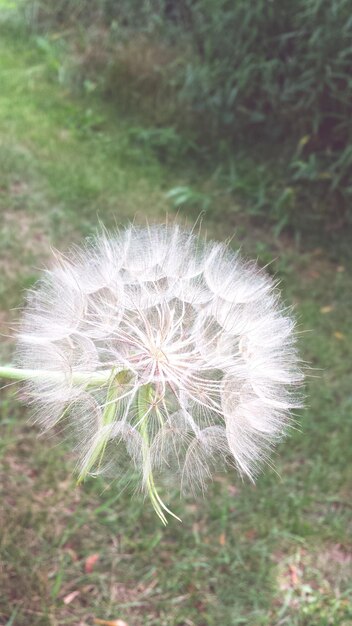 Foto un fiore bianco che fiorisce sul campo