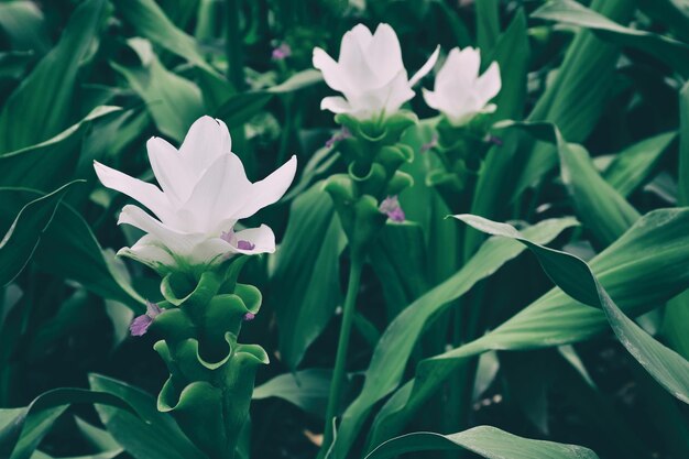 White flower blooming on green leves background