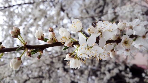 White flower blooming on the tree