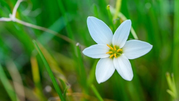 白い花の花