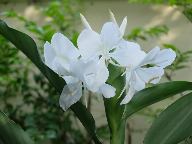 庭の白い花の花束