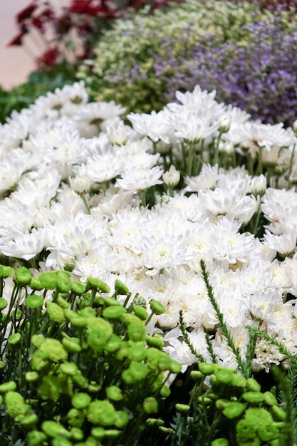 Mazzo di fiori bianchi con gli altri