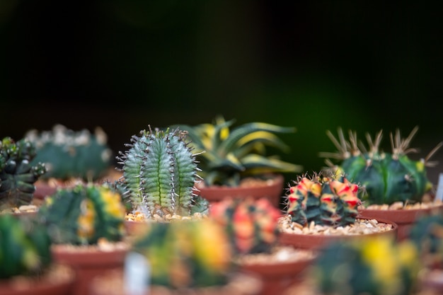 Foto fiore bianco di cactus.