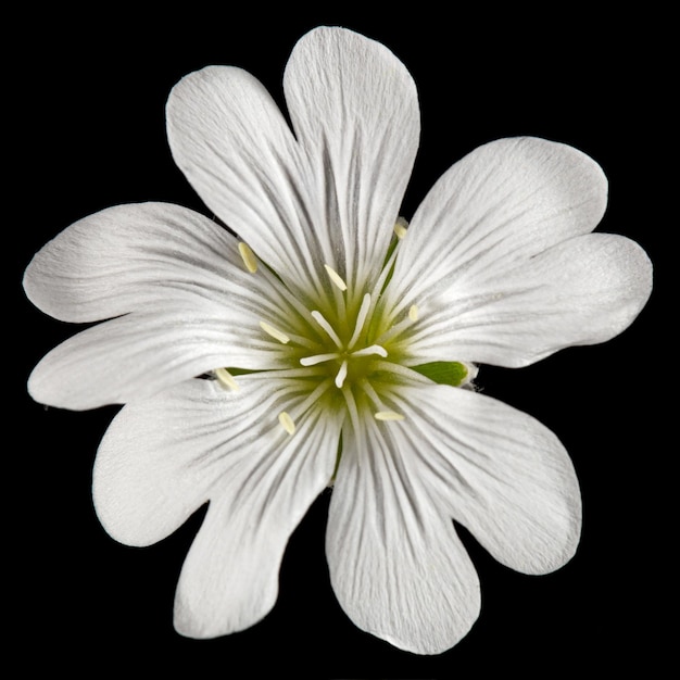黒の背景に分離された Cerastium の白い花