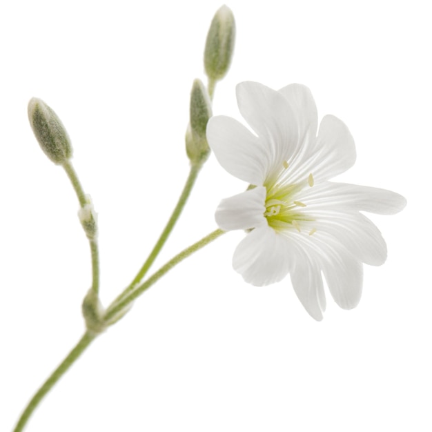 흰색 배경에 고립 된 Cerastium의 흰 꽃