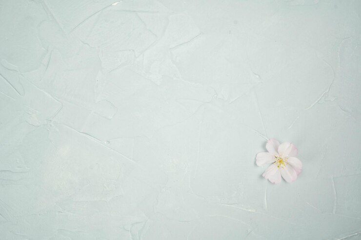 White flower cherry blossom on a grey background postcard spring wallpaper