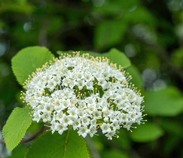 緑の背景に白い花のクラスター