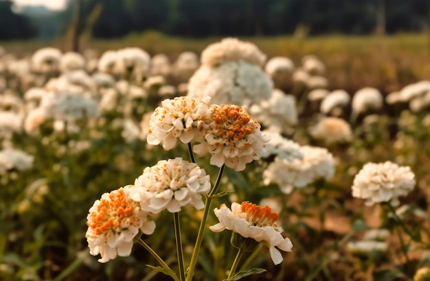 white flower clusters growing in the middle of the field