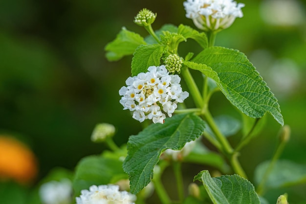 White Flower of Common Lantana