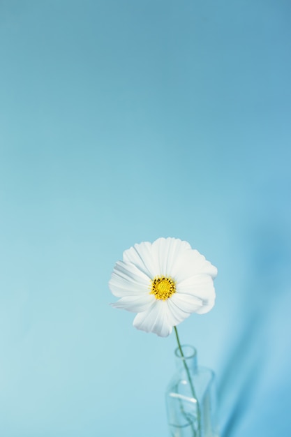 White flower cosmos on blue surface