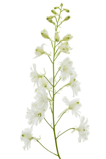 White flower of Delphinium Larkspur flower isolated on white background