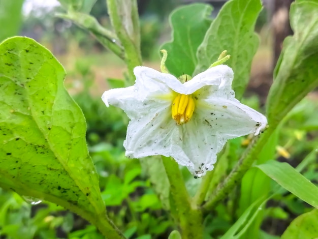 ナスの茂みに白い花 雨上がりの泥の中のナスの花