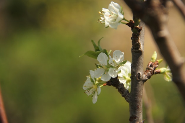 white flower field under the day light of the summer season