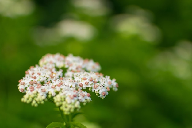 緑の背景に野草の白い花