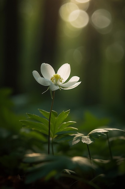 森の中の白い花