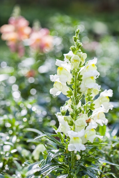 Fiore bianco nel giardino con il sole al mattino