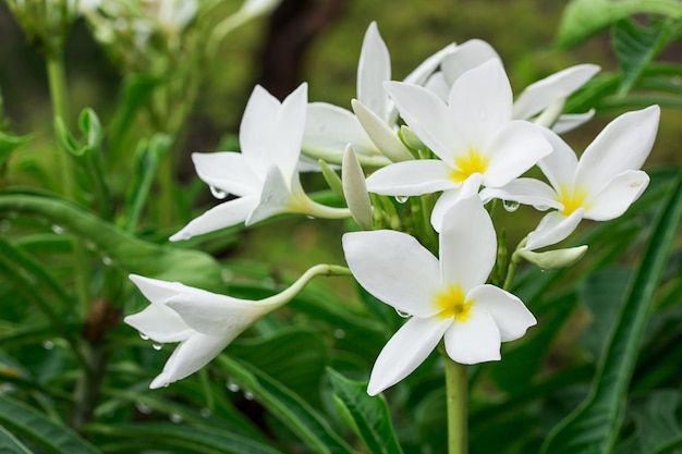 White flower in the garden