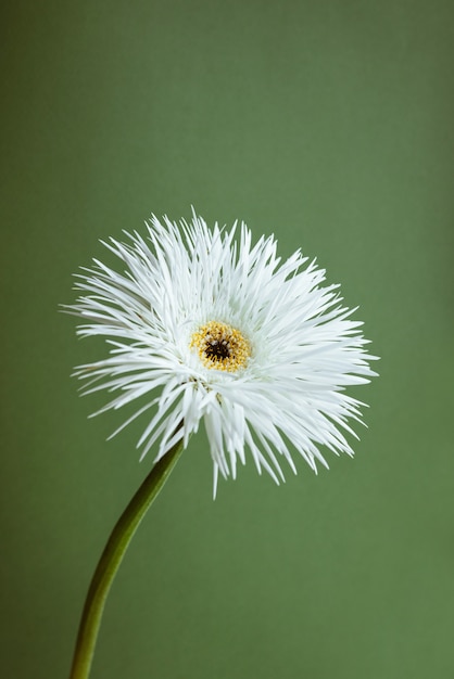 White flower gerbera over green background macro close up view