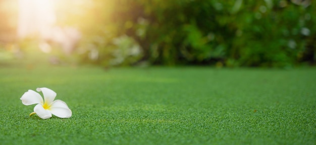 Photo white flower on green grass for banners