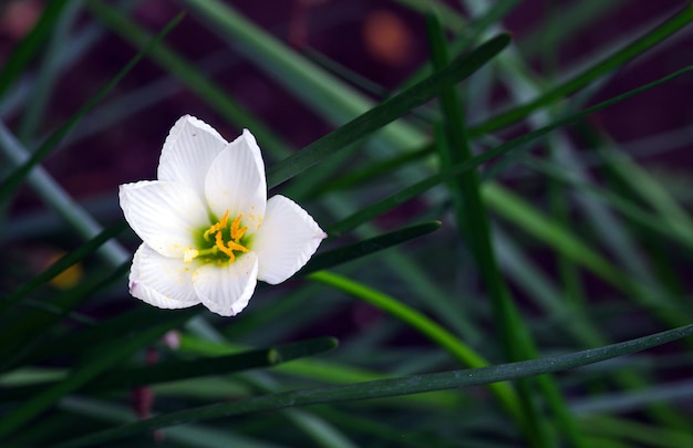 緑の自然の背景に白い花