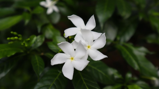 白い花の緑の木と葉のテクスチャー