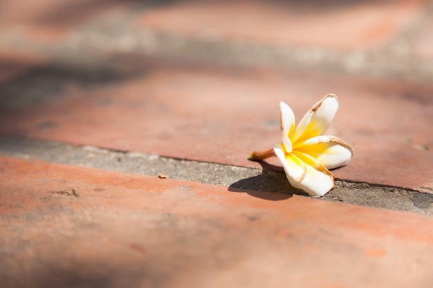 White flower on the ground