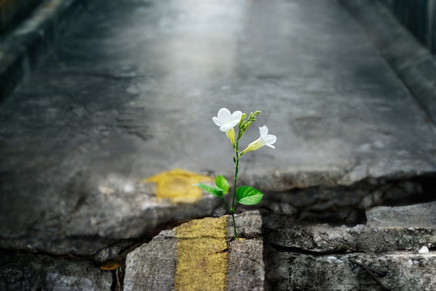 Photo white flower growing on crack street, soft focus, blank text