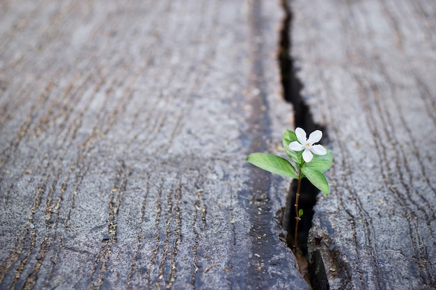 white flower growing on crack street