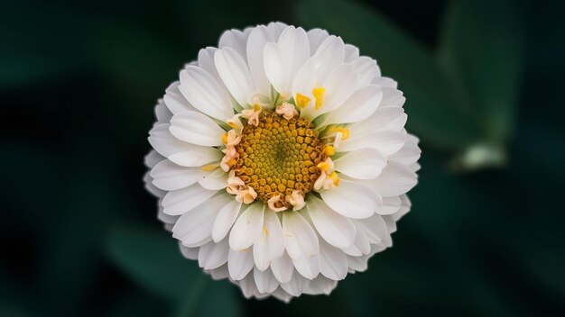 White flower head isolated