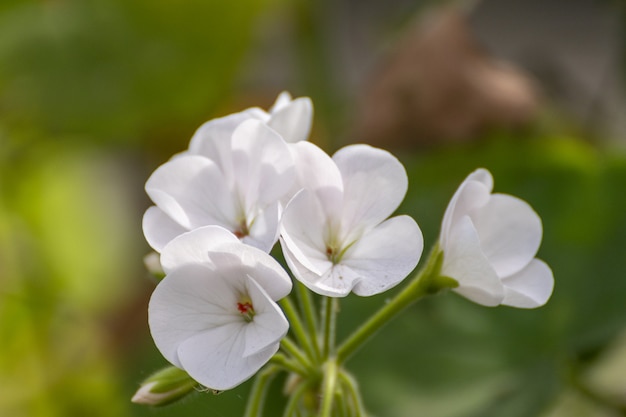 White flower illuminating the green garden with its brightness