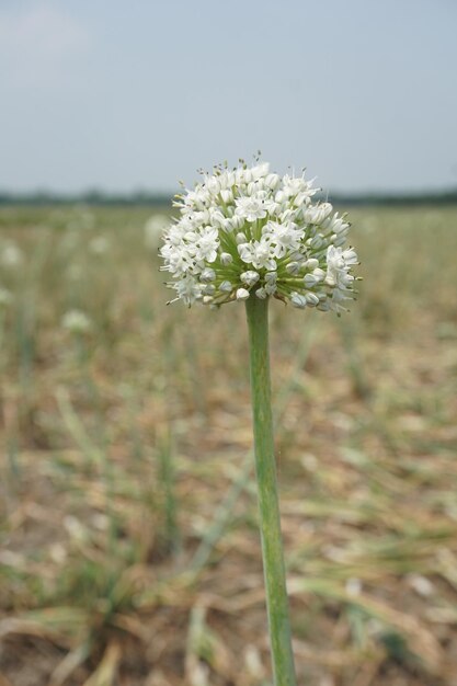 a white flower is growing in a field with a blue sky in the background