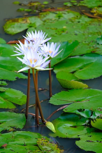 A white flower is next to a lily pad with leaves.