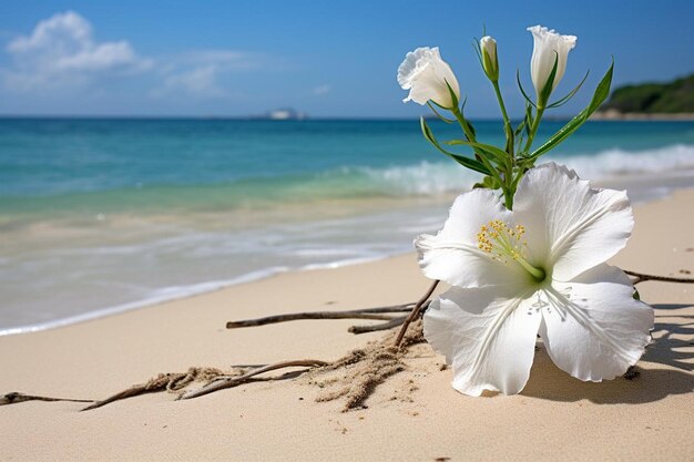 Photo a white flower is in the sand on a beach