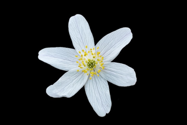 White flower isolated on black background